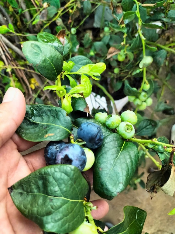 cây việt quất tứ quý