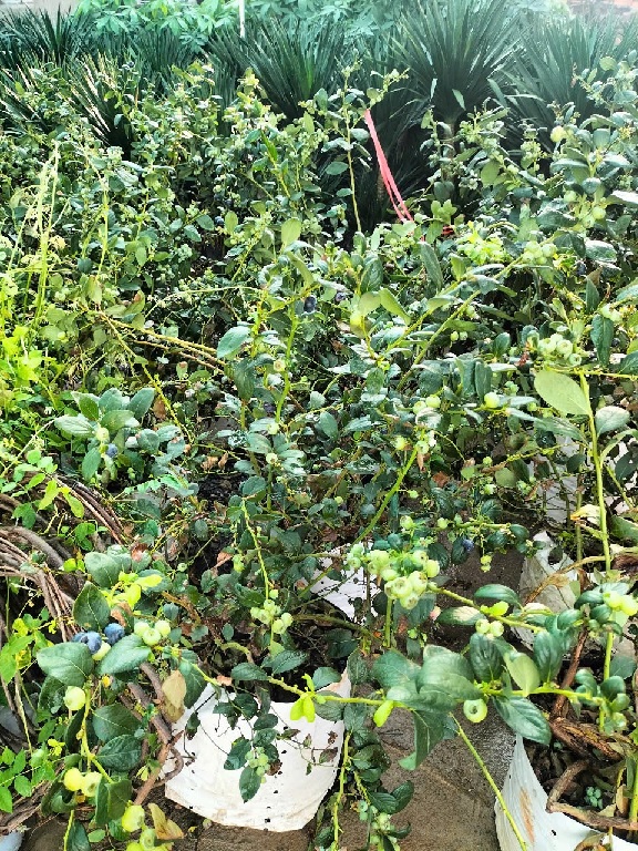 cây viêt quất tứ quý