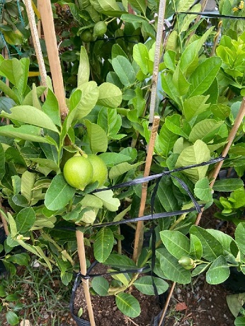 công dụng cây chanh