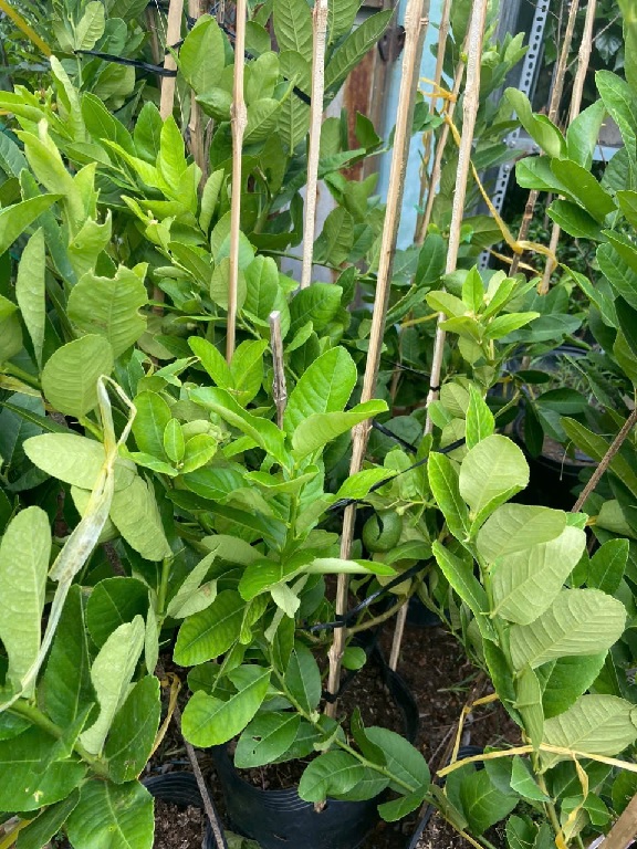 công dụng cây chanh