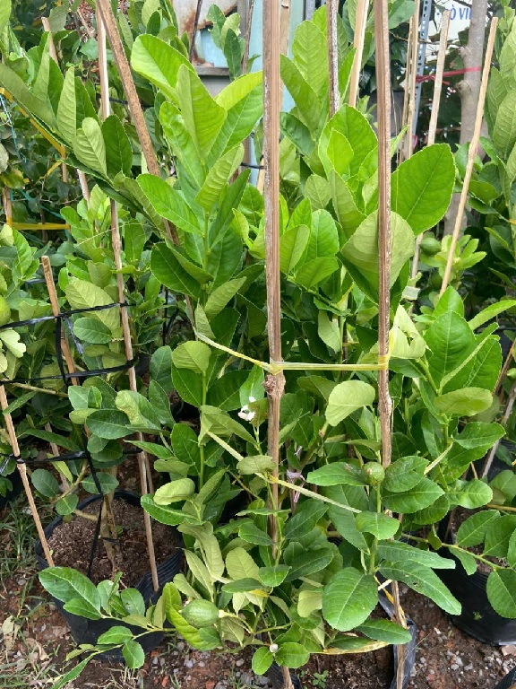 công dụng cây chanh