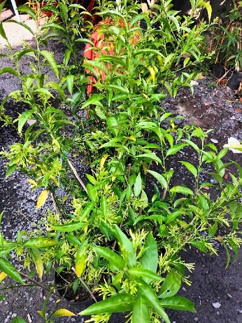 Cây Dạ Lý Hương