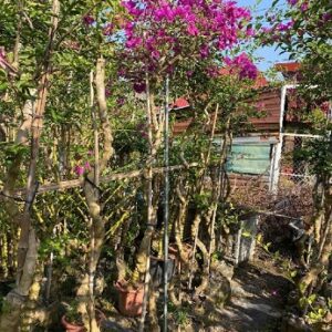 cây Hoa Giấy Leo Tím Huế