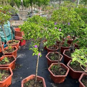 Cây Lài Nhật Một Cốt Dáng Tre