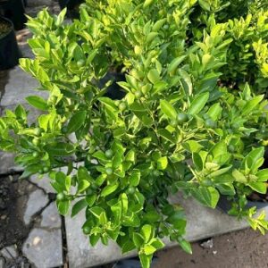 Cây Tắc Không Hạt