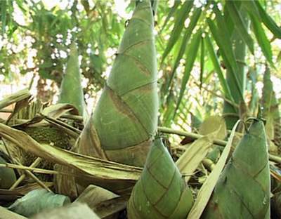  cây tre tàu (tre ăn măng)