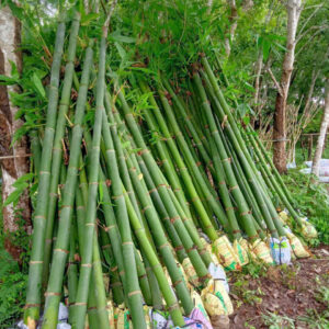 cây tre tàu (tre ăn măng)