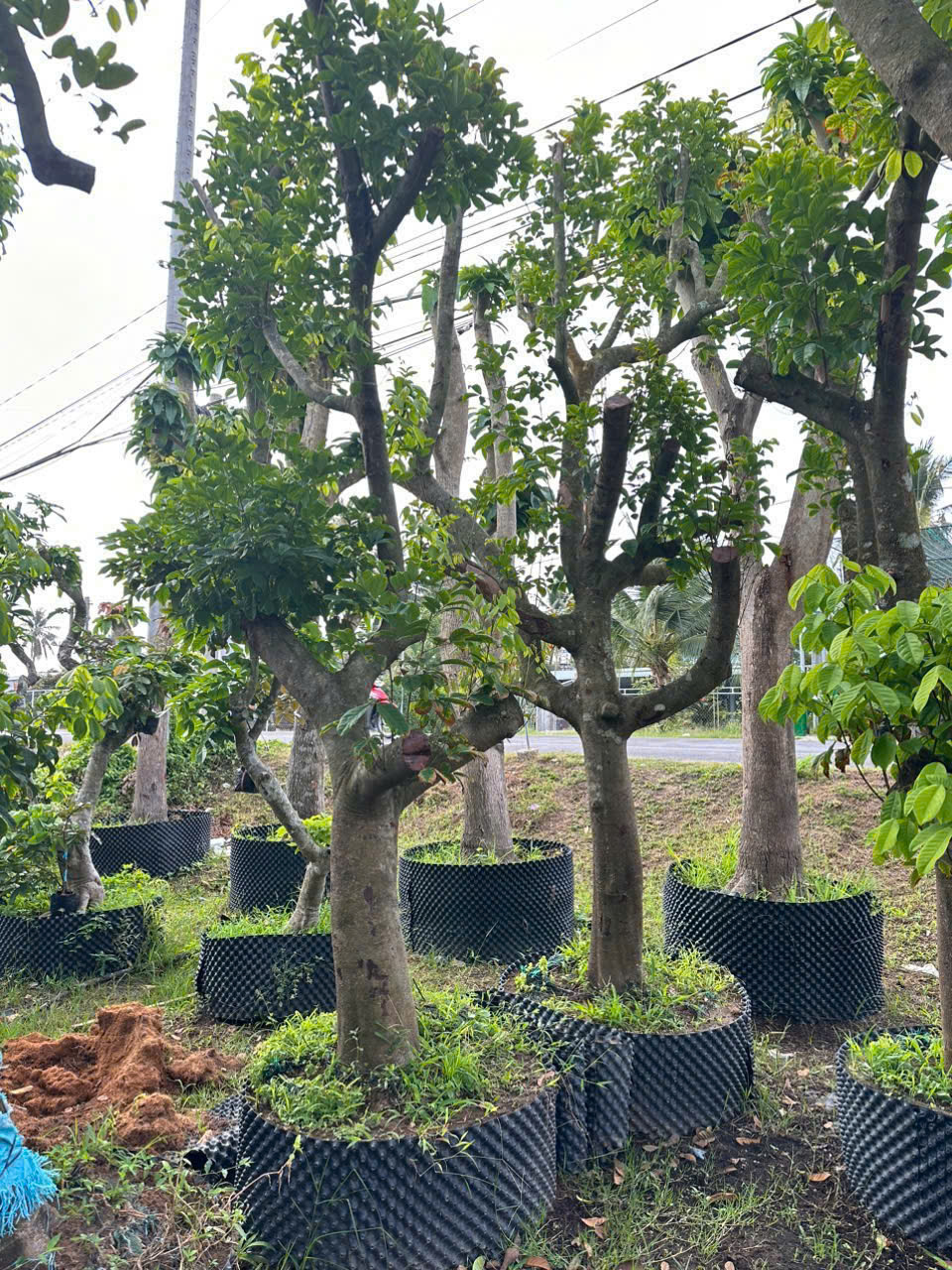 chôm chôm thái cây lớn