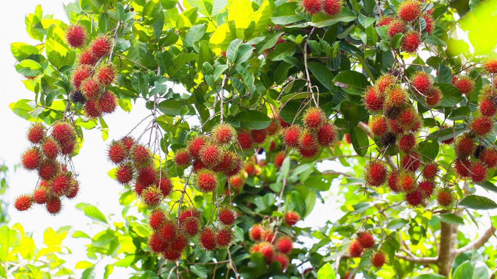 chôm chôm thái cây lớn