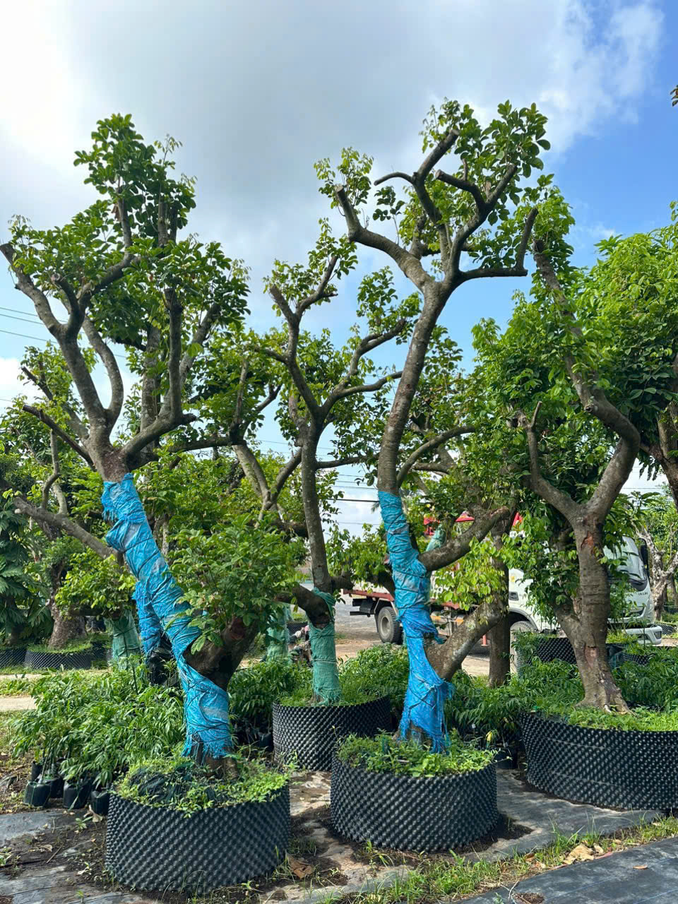 chôm chôm thái cây lớn