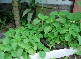 cây húng chanh và công dụng của cây húng chanh