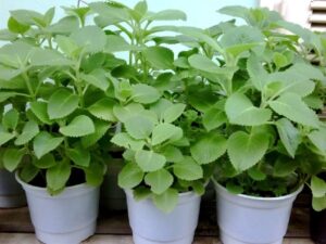 cây húng chanh và công dụng cây húng chanh