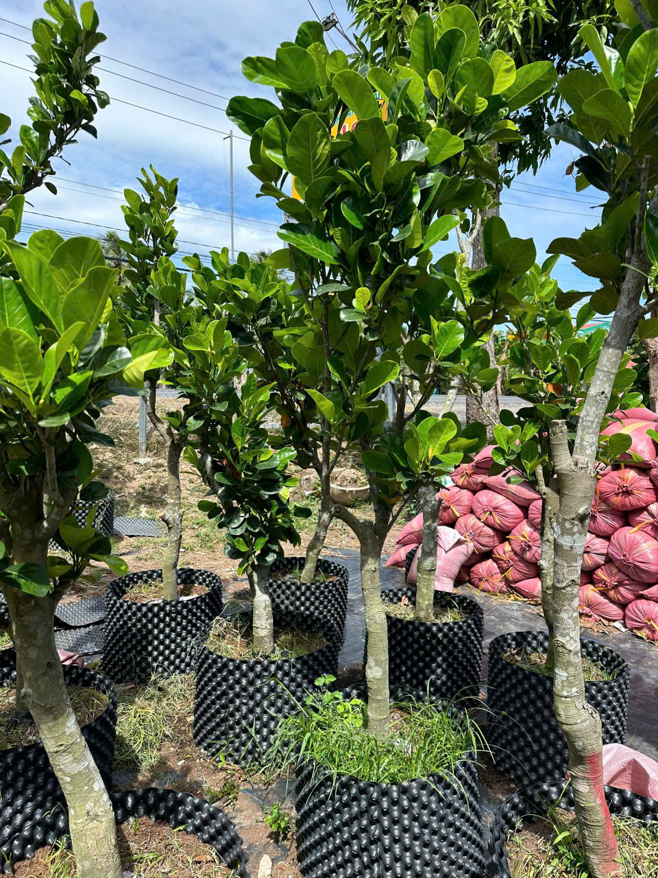 Mít ruột đỏ indo lá bầu (cây trưởng thành)