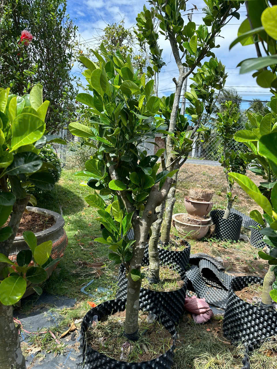 Mít ruột đỏ indo lá bầu (cây trưởng thành)