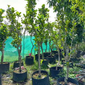 Mít ruột đỏ indo lá bầu (cây trưởng thành)