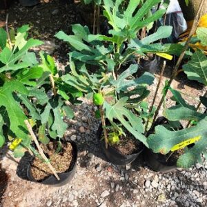 Cây sung mỹ White Israel