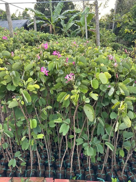 cây móng bò tím (cây giống)