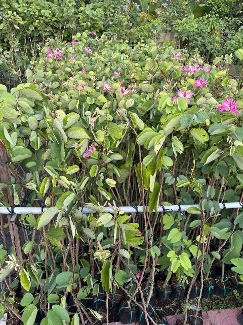 cây móng bò tím (cây giống)