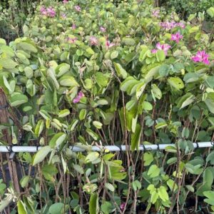 cây móng bò tím (cây giống)