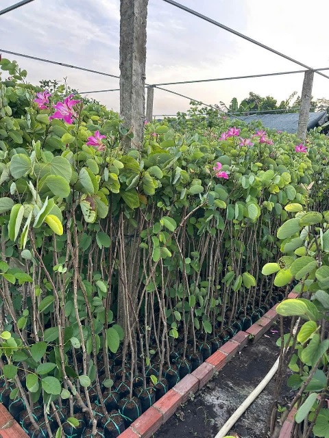 cây móng bò tím (cây giống)
