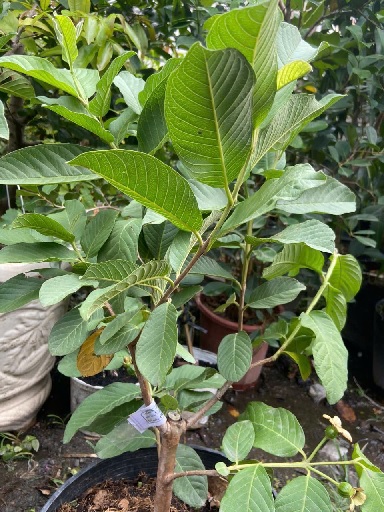cây ổi