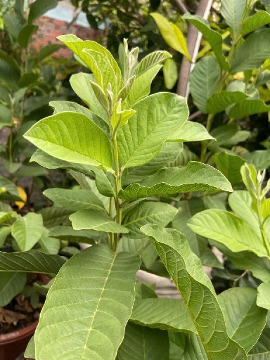 cây ổi
