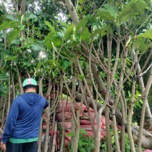 Cây Sa Kê Trưởng Thành