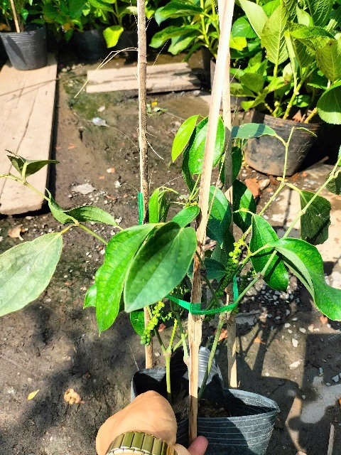 cây tiêu giống siêu trái