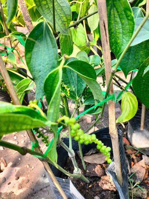 cây tiêu giống siêu trái