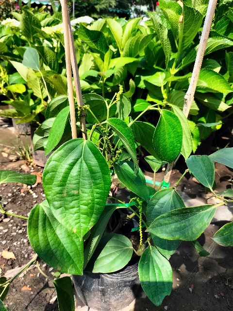 cây tiêu giống siêu trái