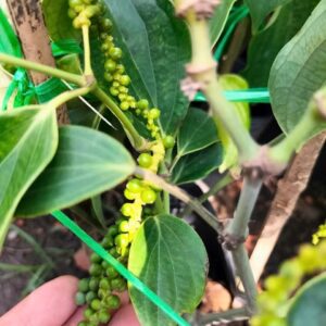 cây tiêu giống siêu trái