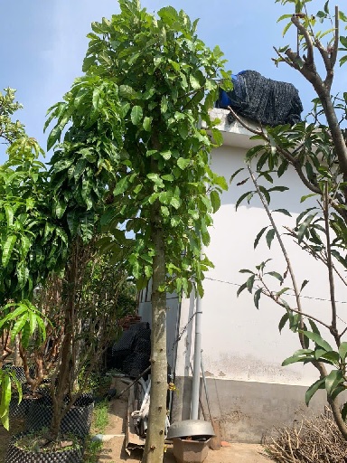 Sung ăn quả (cây lớn trồng sân vườn)