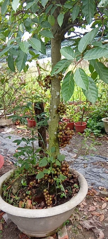 Sung ăn quả (cây lớn trồng sân vườn)