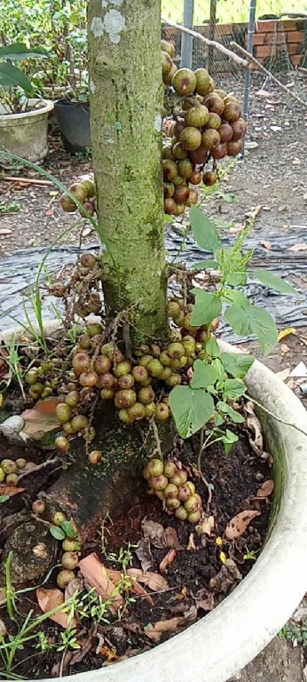Sung ăn quả (cây lớn trồng sân vườn)