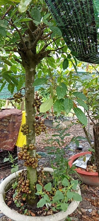 Sung ăn quả (cây lớn trồng sân vườn)