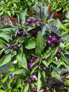 CÂY ỚT TÍM TRÒN