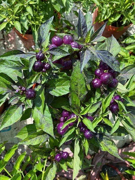 CÂY ỚT TÍM TRÒN