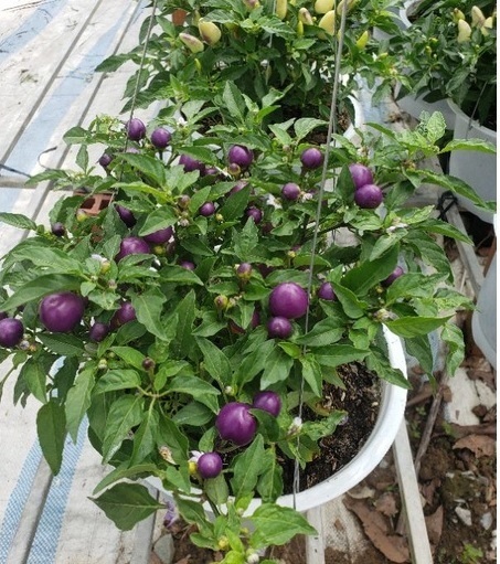 CÂY ỚT TÍM TRÒN