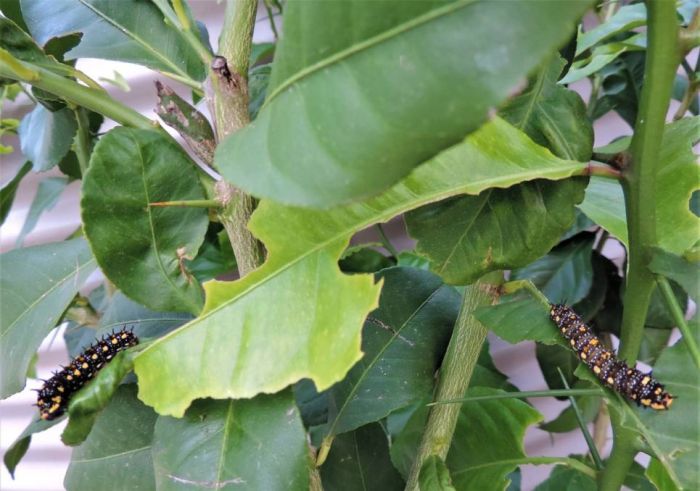 Cây chanh thường bị bệnh gì