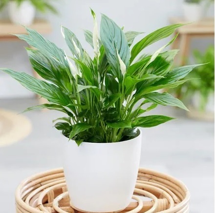 Cây Lọc Không Khí Không Thể Thiếu Trong Nhà Bạn