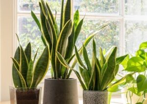 Cây Lọc Không Khí Không Thể Thiếu Trong Nhà Bạn