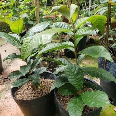 Cây mai thái xanh (cây giống)
