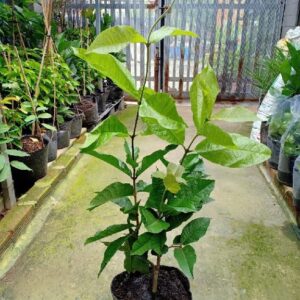 Cây mai thái xanh (cây giống)