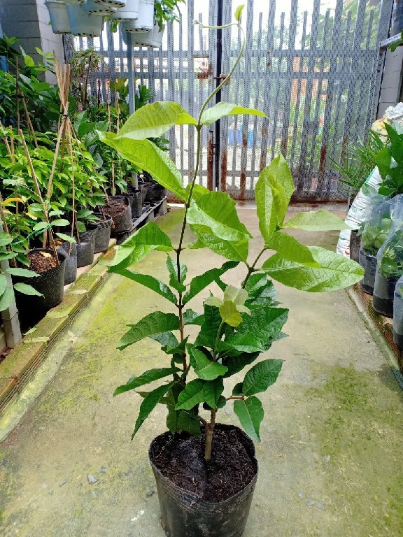 Cây mai thái xanh (cây giống)