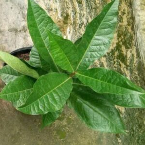 Cây mai thái xanh (cây giống)