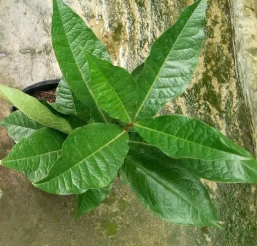Cây mai thái xanh (cây giống)