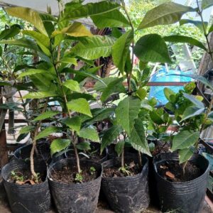 Cây mai thái xanh (cây giống)