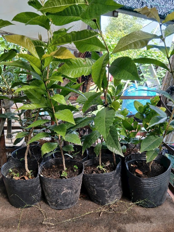 Cây mai thái xanh (cây giống)