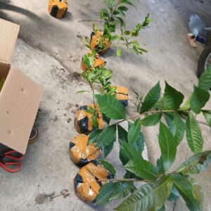 Cây mai thái xanh (cây giống)