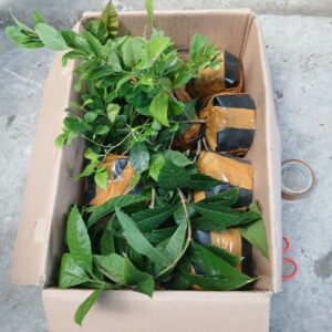 Cây mai thái xanh (cây giống)